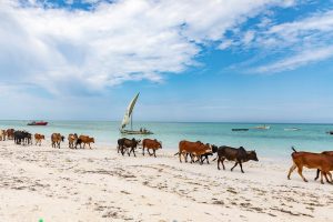 Jambiani beach with cows